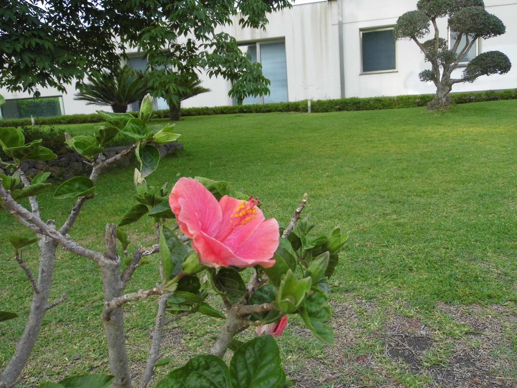 Fiore Dell'Etna Lejlighed Santa Venerina Eksteriør billede